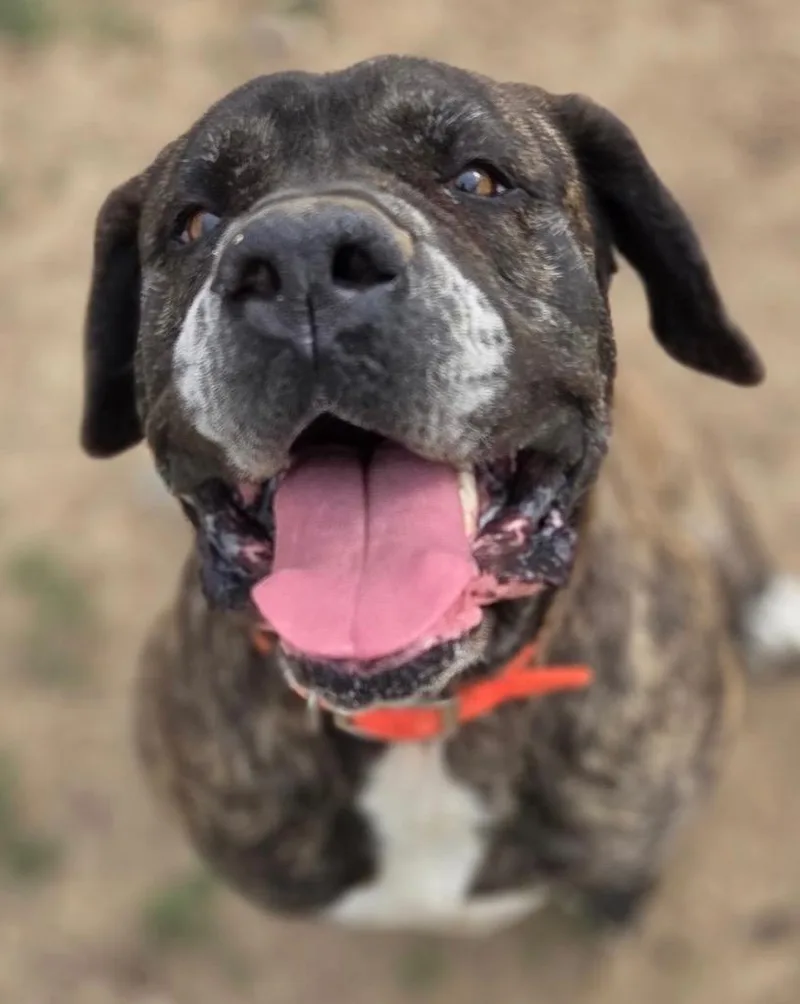 An adult medium-sized female Mastiff dog named Bones for adoption in Crossville, TN