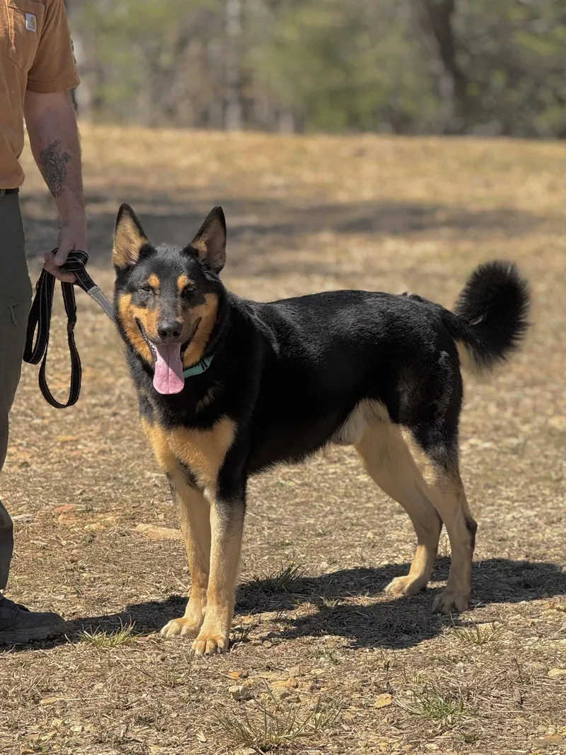 An adult extra large-sized male German Shepherd Dog dog named Niko Scas for adoption in Rockaway, NJ