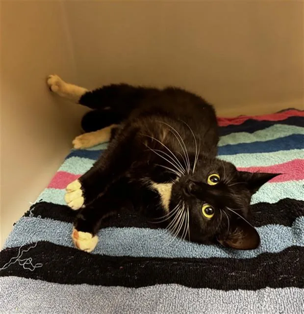 A young medium-sized female Domestic Short Hair cat named Juliet for adoption in Statesville, NC