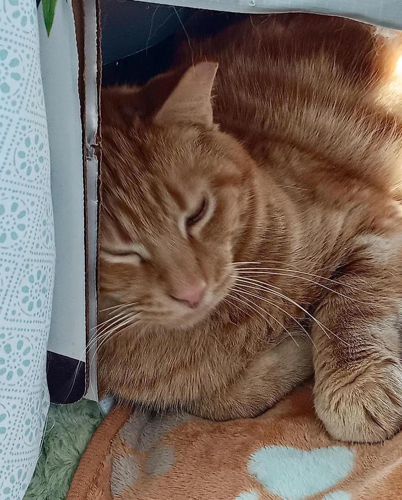 An adult large-sized male Tabby (Orange / Red) Domestic Short Hair cat named Tango for adoption in Cincinnati, OH