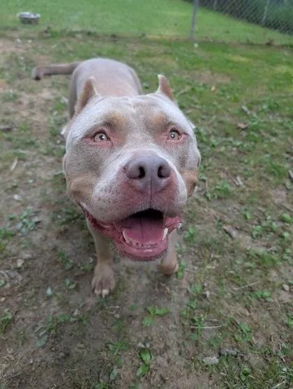 An adult medium-sized female Pit Bull Terrier dog named Piggy for adoption in Reisterstown, MD