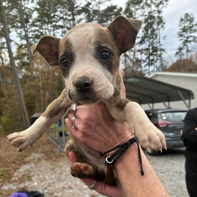 A young medium-sized female Brindle Mixed Breed dog named Lyra for adoption in Chattanooga, TN