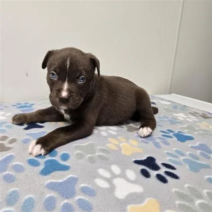 A baby medium-sized female Siberian Husky dog named Mouse A for adoption in Plano, TX