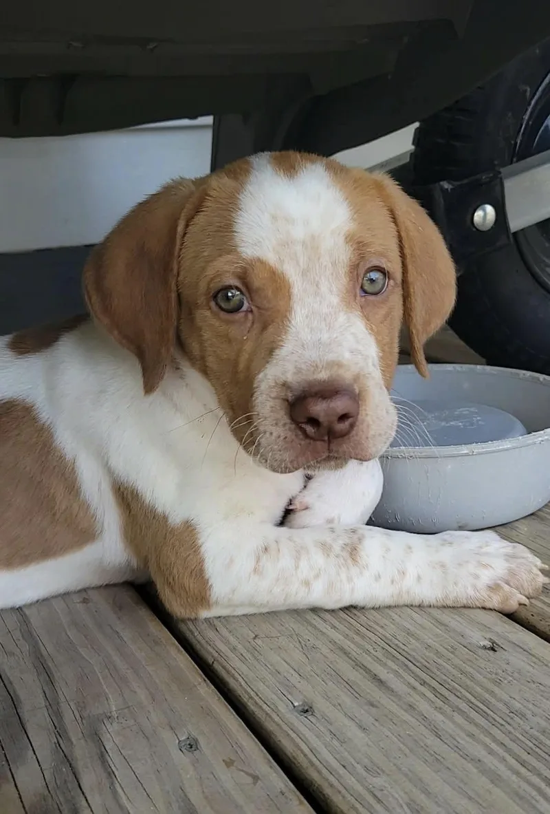 A baby medium-sized male Australian Cattle Dog / Blue Heeler dog named Wells for adoption in China Township, MI