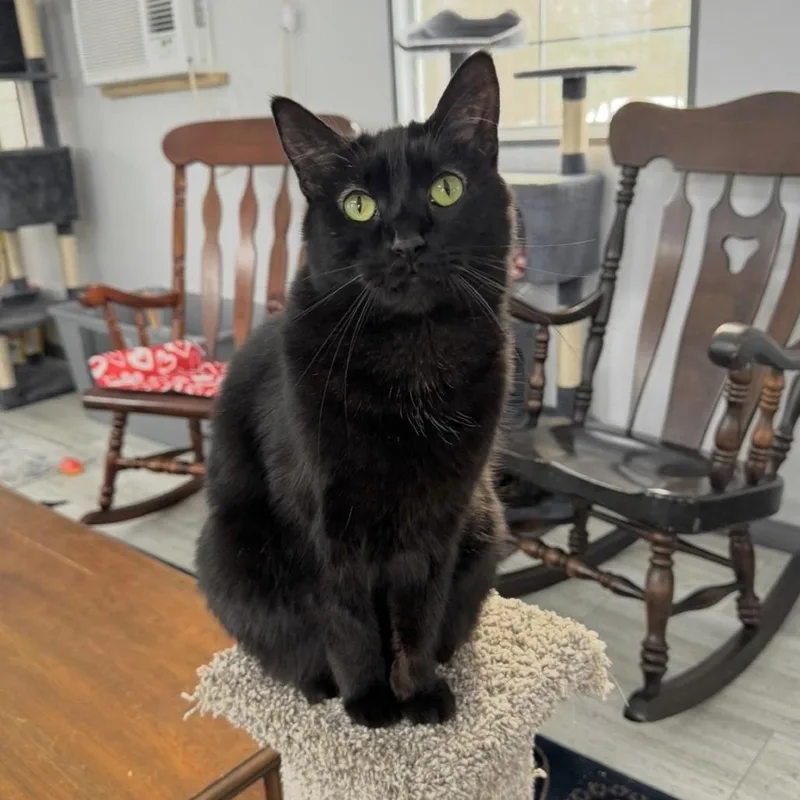 An adult small-sized male Black Domestic Short Hair cat named Michael for adoption in Goshen, IN