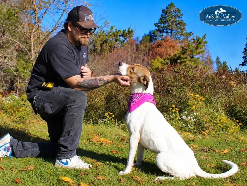 An adult medium-sized female Mixed Breed dog named Pixie for adoption in Grayling, MI
