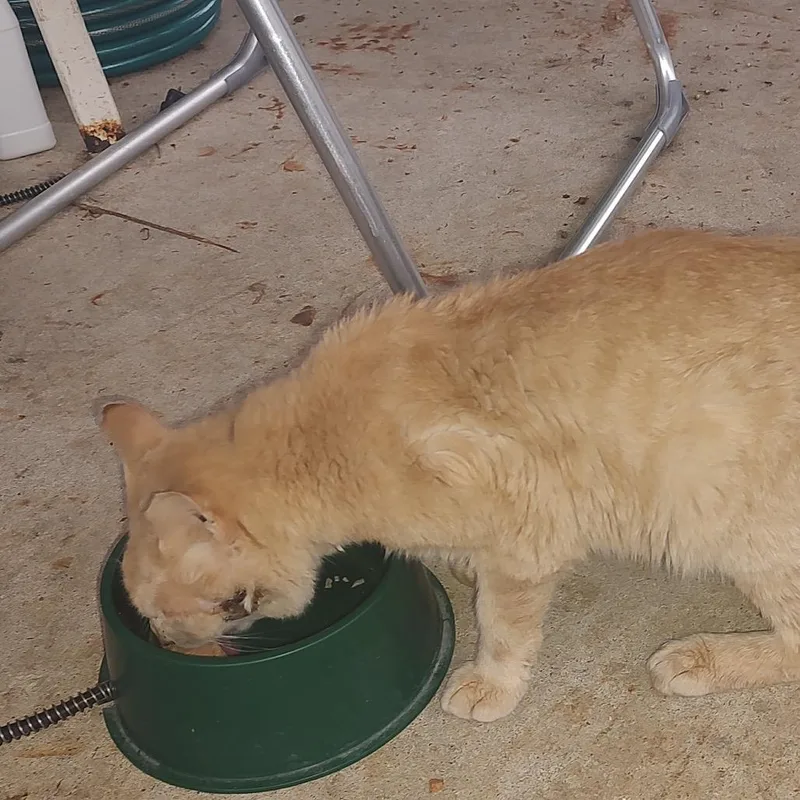 A young small-sized male Buff / Tan / Fawn American Shorthair cat named Buddy  FOUND St. for adoption in Rochester, MN