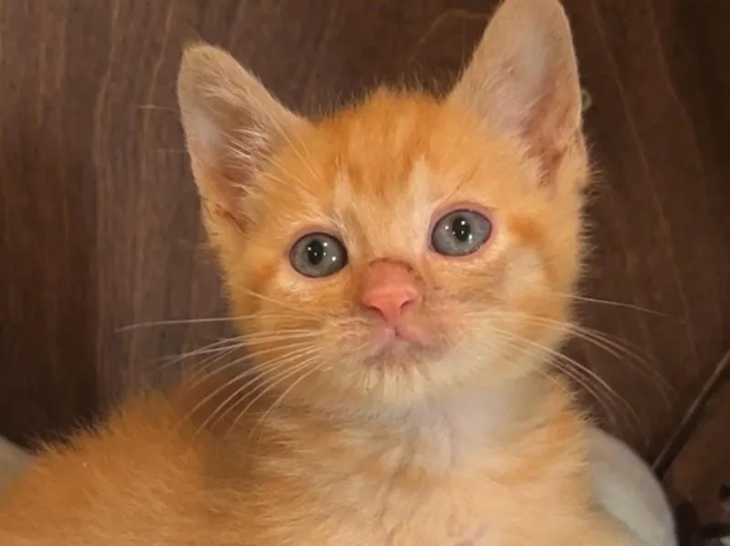 A baby medium-sized male Orange & White Domestic Short Hair cat named Butch Cassidy for adoption in Nashville, TN