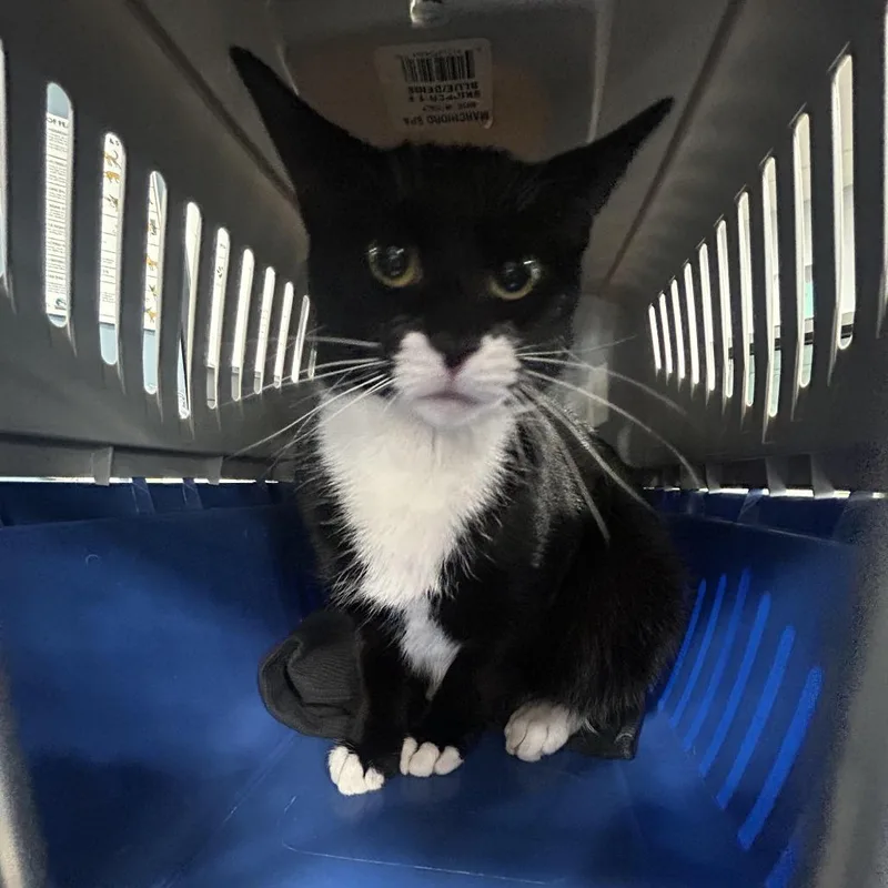 An adult medium-sized female Black Domestic Short Hair cat named Michi for adoption in Newark, NJ