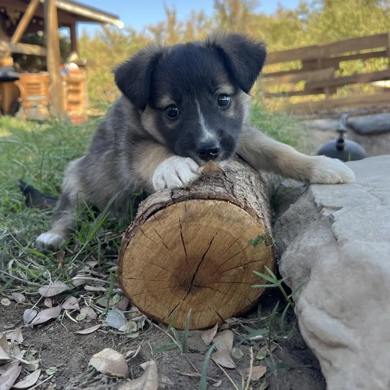 A baby small-sized female Husky dog named Daffodil for adoption in Sonoma, CA