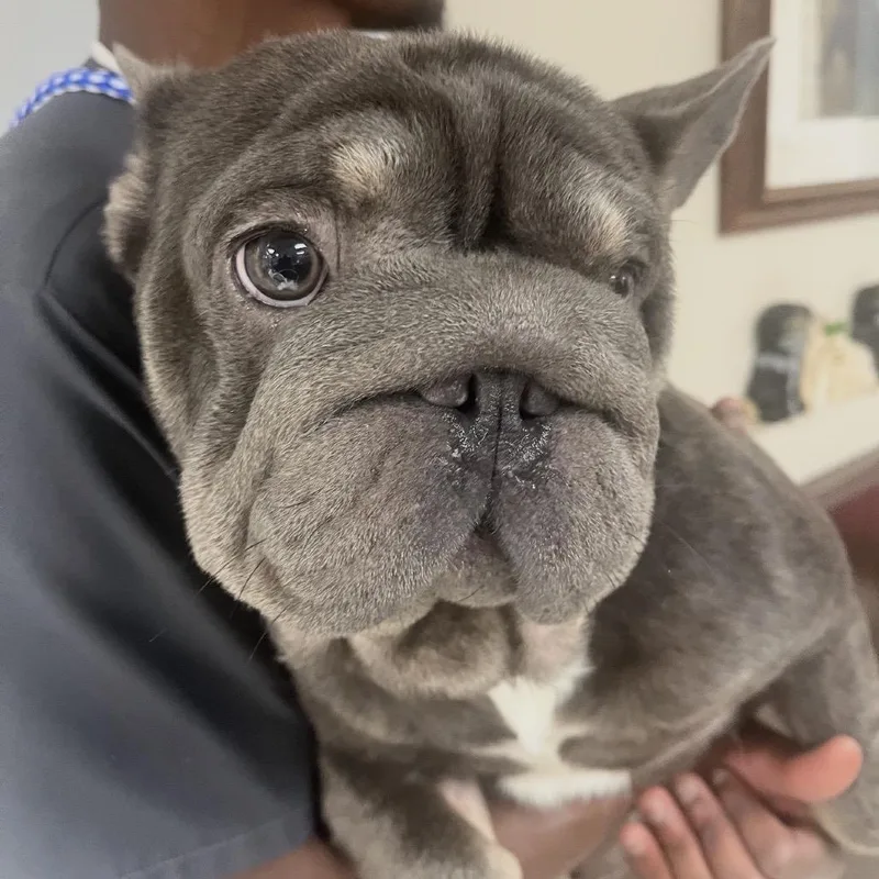 An adult medium-sized male Gray / Blue / Silver French Bulldog dog named Smokey The Walrus for adoption in Las Vegas, NV