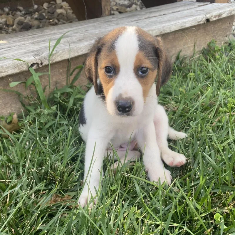 A baby medium-sized male White / Cream Hound dog named Copper for adoption in Fairfax Station, VA