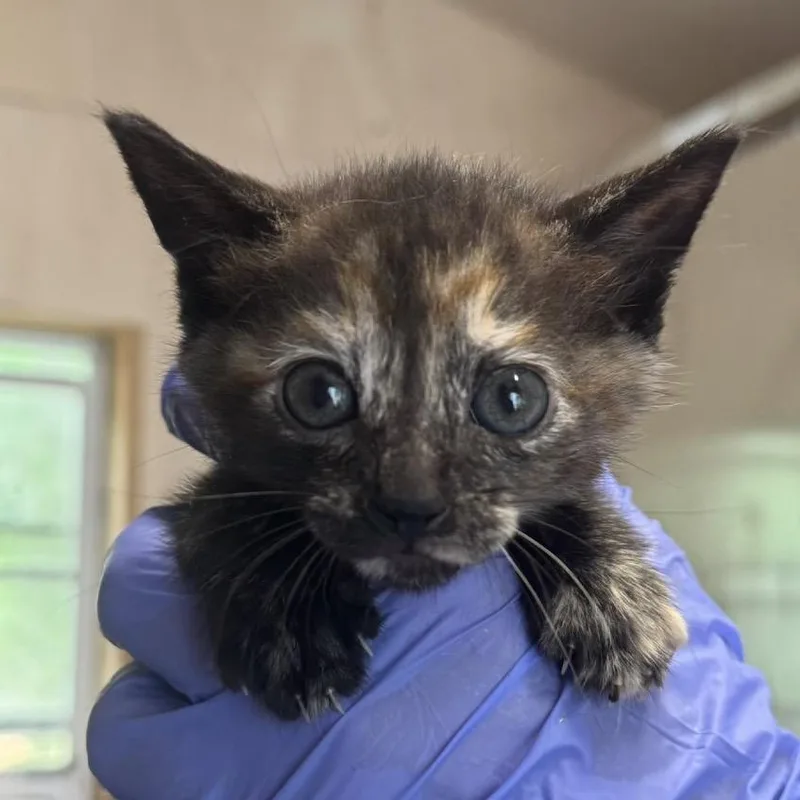 A baby small-sized female Tortoiseshell Domestic Short Hair cat named Junie for adoption in Lucedale, MS