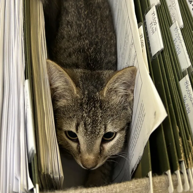 A baby small-sized female Brown / Chocolate Domestic Short Hair cat named Kit Kit for adoption in Charlottesville, VA