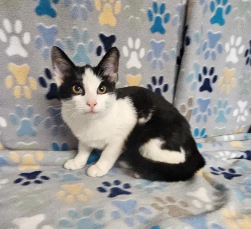 A baby medium-sized female Domestic Short Hair cat named Liz for adoption in Wabash, IN