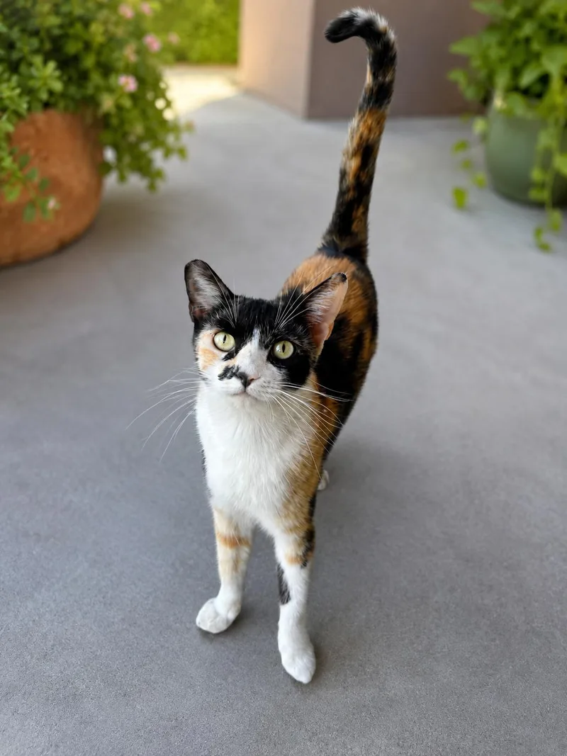A young medium-sized female Calico cat named Tina for adoption in Coachella, CA