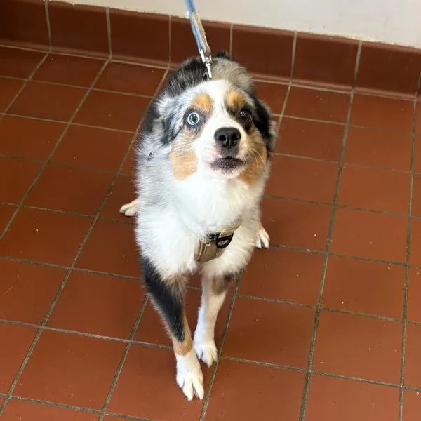 An adult small-sized male Australian Shepherd dog named Brody for adoption in Salisbury, MD