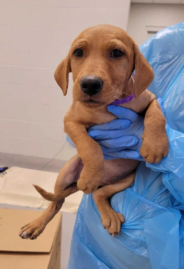 A baby medium-sized female Mixed Breed dog named Heart for adoption in Chillicothe, OH