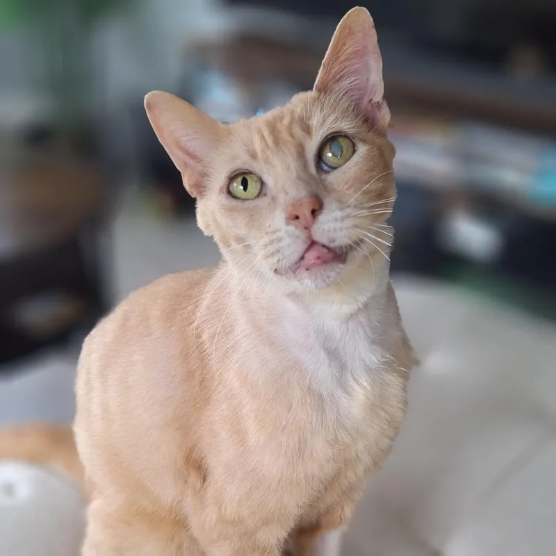 An adult large-sized male Buff / Tan / Fawn Domestic Short Hair cat named Calvin Houston for adoption in Denver, CO