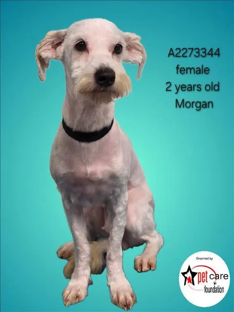 A young medium-sized female Maltese dog named Morgan for adoption in Los Angeles, CA