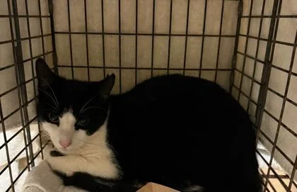 A young small-sized male Domestic Short Hair cat named Leo for adoption in Honolulu, HI