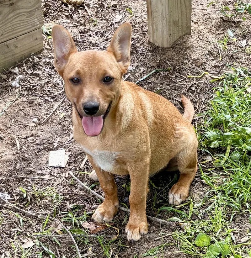 Cute Copper