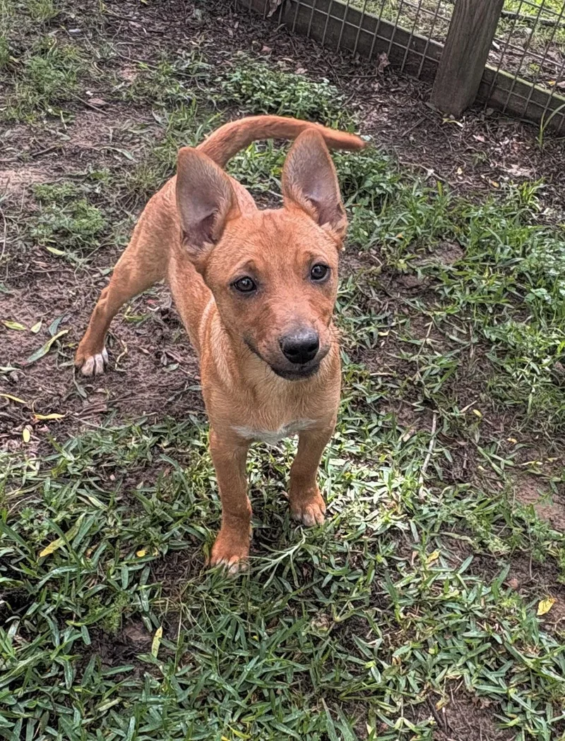 Cute Copper thumbnail 3
