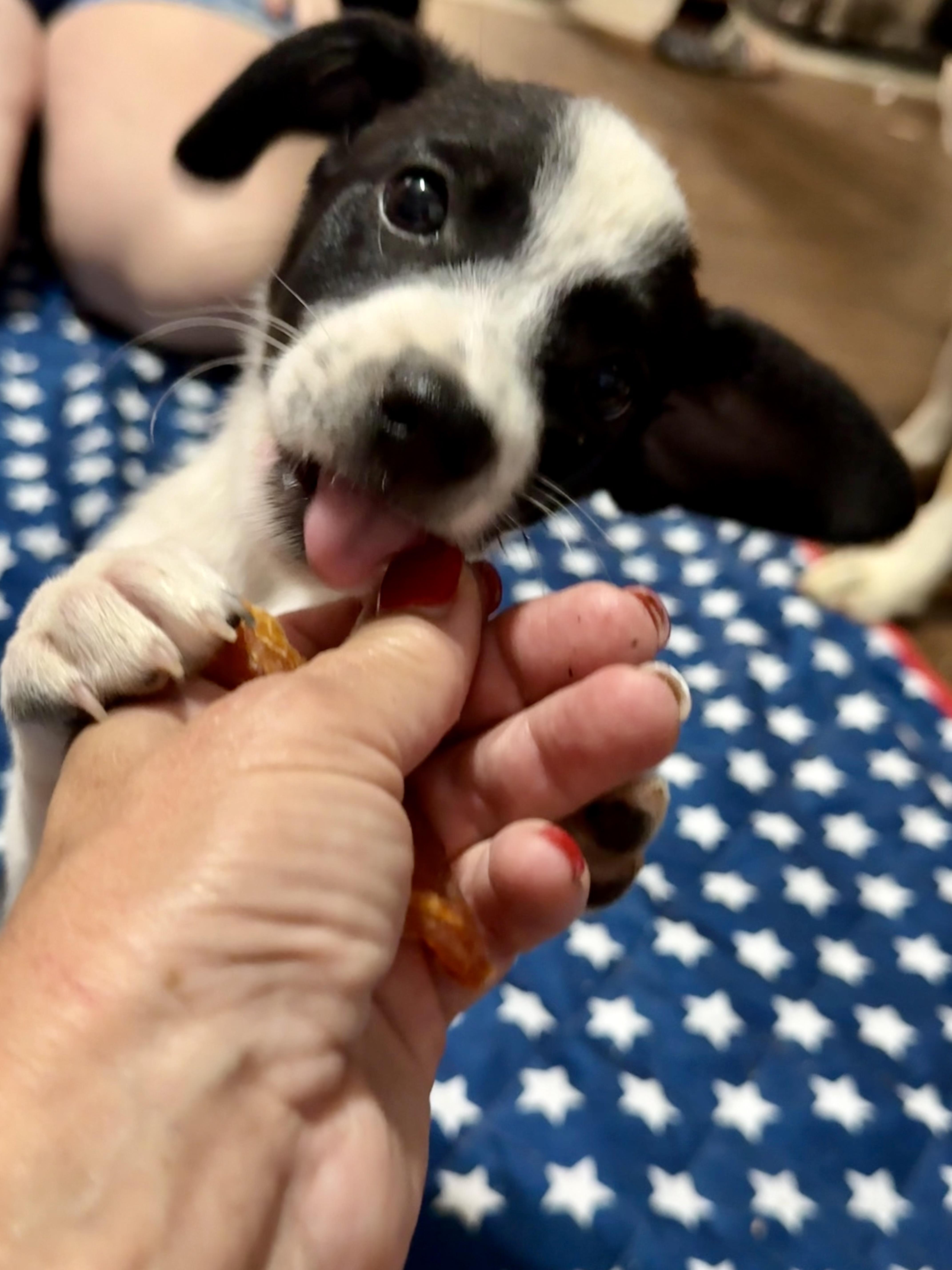 A baby small-sized female Bicolor Jack Russell Terrier dog named Morgan for adoption in Cordova, TN