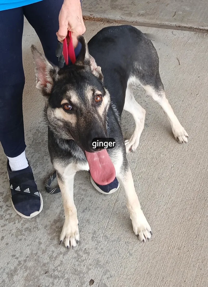 A young medium-sized female German Shepherd Dog dog named Ginger for adoption in Benbrook, TX