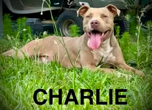 An adult medium-sized male Pit Bull Terrier dog named Charlie for adoption in Hartwell, GA