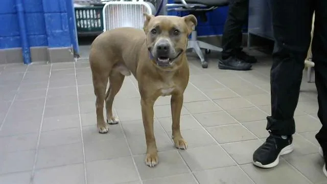 An adult medium-sized male Pit Bull Terrier dog named Duke for adoption in Albuquerque, NM