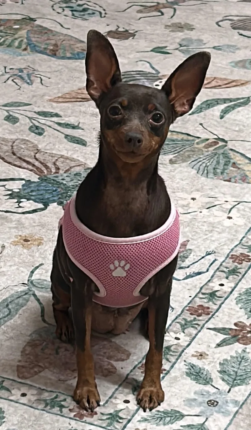 An adult small-sized female Miniature Pinscher dog named Jill for adoption in Walker, LA
