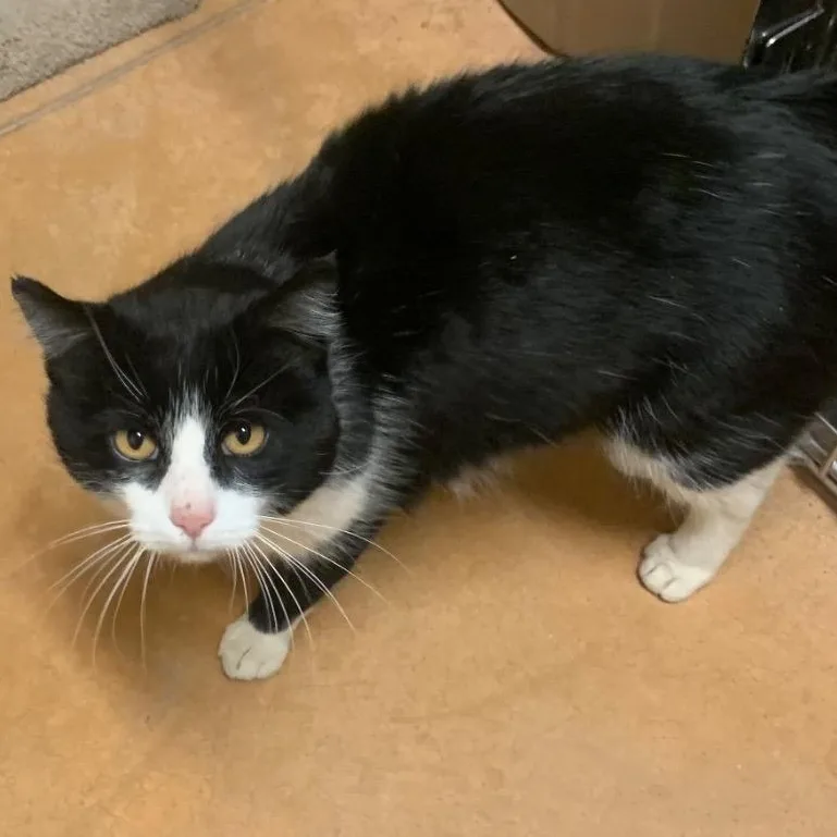 An adult large-sized male Domestic Short Hair cat named Kip for adoption in Thayne, WY