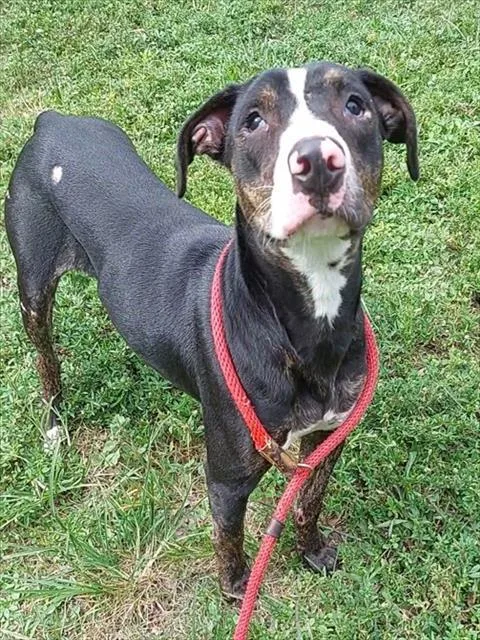 A young large-sized female American Staffordshire Terrier dog named Hyacinth for adoption in Fort Lauderdale, FL