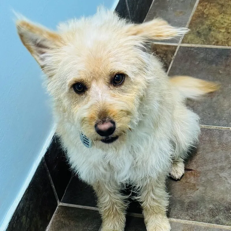 A young medium-sized male Yellow / Tan / Blond / Fawn Wirehaired Terrier dog named Astor for adoption in Louisburg, KS