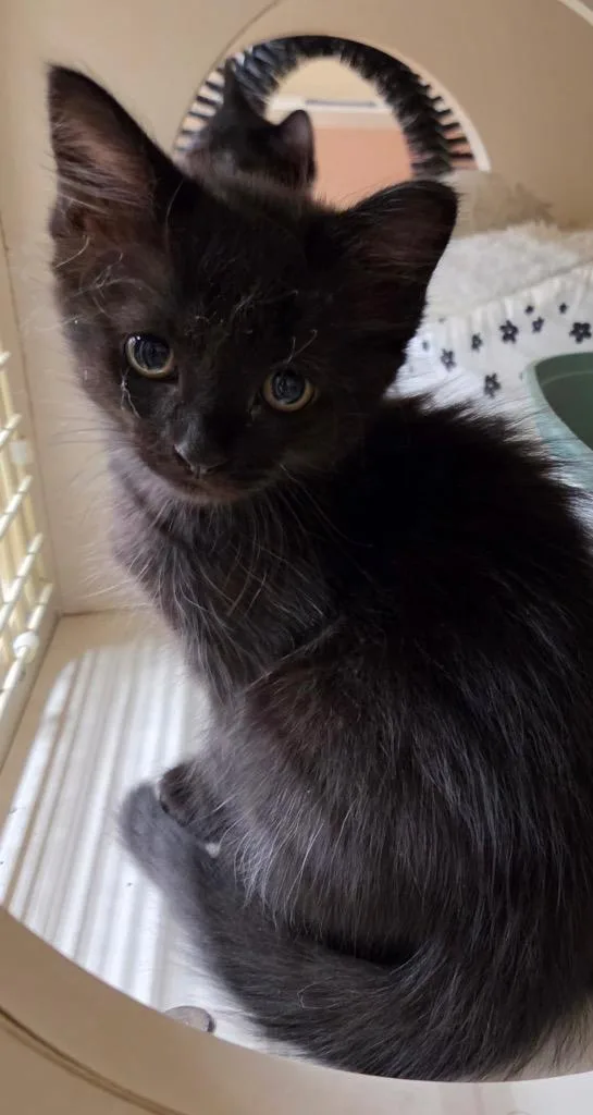 A baby medium-sized male Domestic Short Hair cat named Shadow for adoption in Tampa, FL