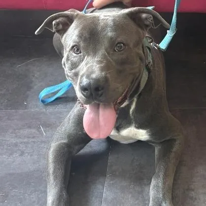 A young small-sized male Gray / Blue / Silver Pit Bull Terrier dog named Buddy for adoption in Mooresville, IN