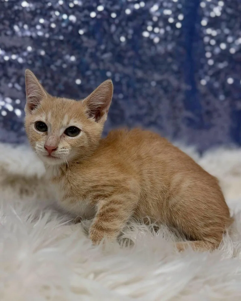 A young medium-sized male Orange / Red Domestic Short Hair cat named Tristan for adoption in Clarkesville, GA