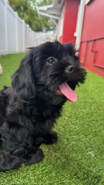 A baby small-sized male Black Cavalier King Charles Spaniel dog named Enzo  Redington Beach for adoption in Redington Beach, FL