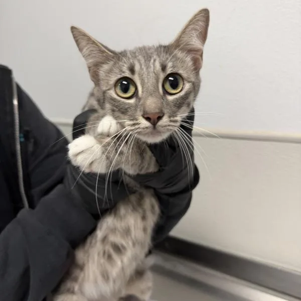 An adult small-sized female Domestic Short Hair cat named Piper for adoption in San Diego, CA