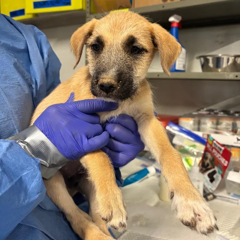 A baby small-sized male Yellow / Tan / Blond / Fawn Mixed Breed dog named Renaissance for adoption in Moab, UT