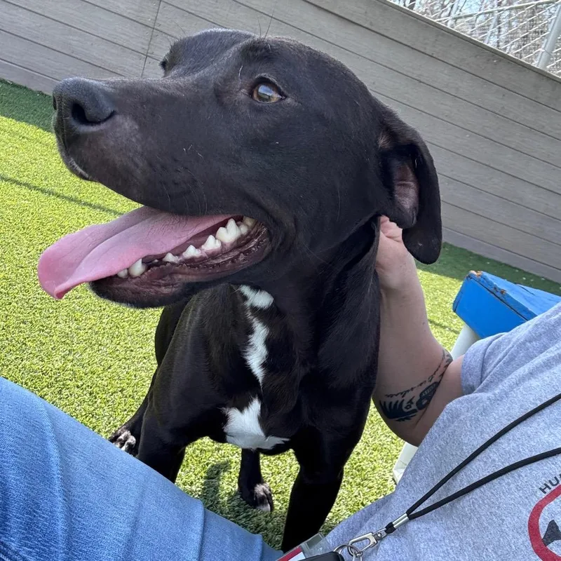 An adult medium-sized female Black Mixed Breed dog named Ellie for adoption in Chattanooga, TN