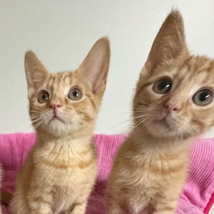 A baby small-sized male Orange / Red Domestic Short Hair cat named Aang for adoption in Waynesboro, PA