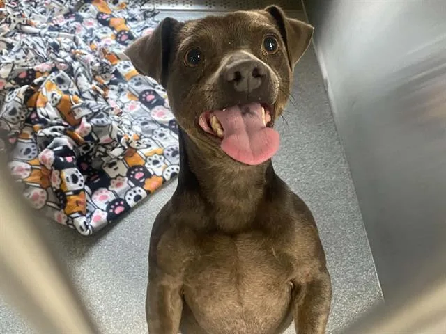 Canelo