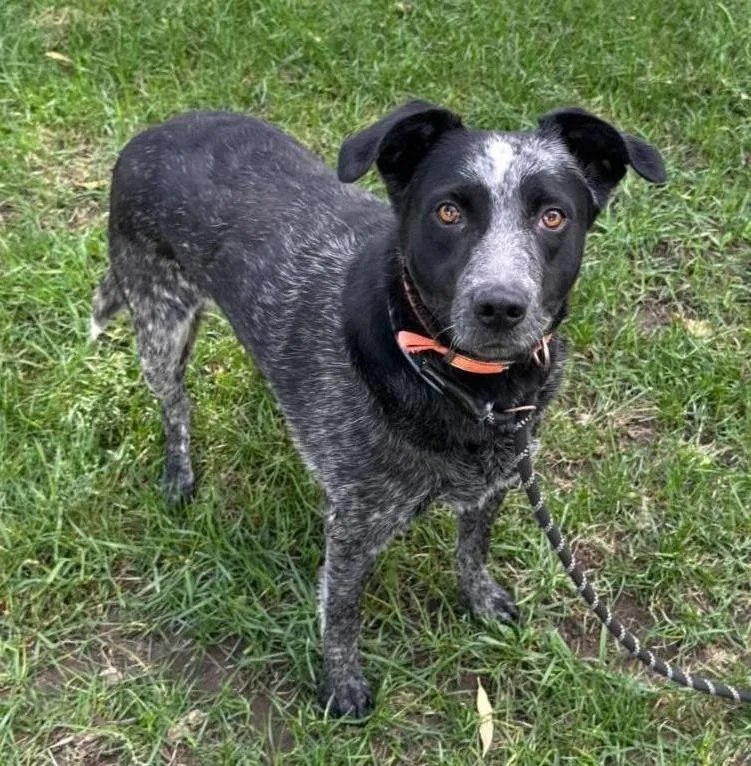 A young medium-sized female Australian Cattle Dog / Blue Heeler dog named Bibble for adoption in Logan, UT