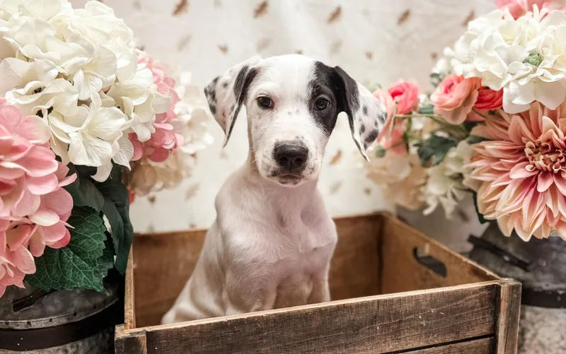 A baby large-sized female Great Dane dog named Ida for adoption in Newberg, OR