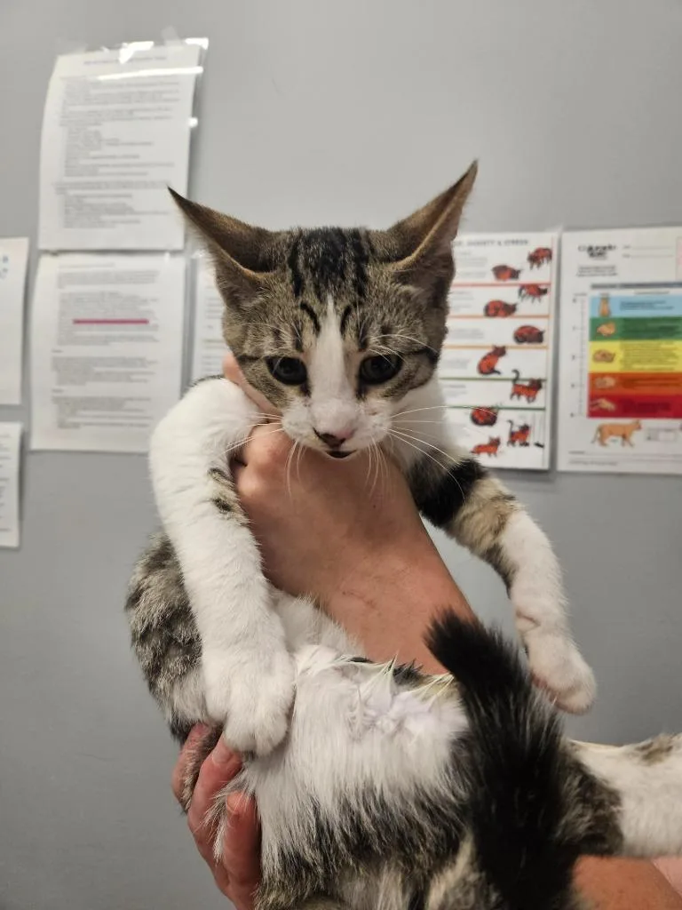 A baby small-sized male Domestic Short Hair cat named Felix for adoption in Bloomington, IN