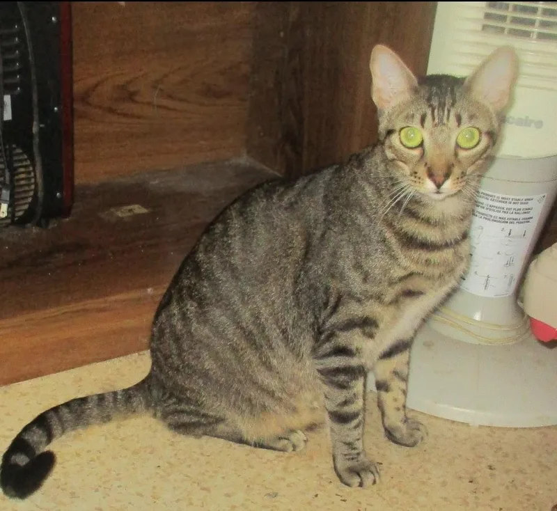 Dreamy Eyes Scooter thumbnail 2