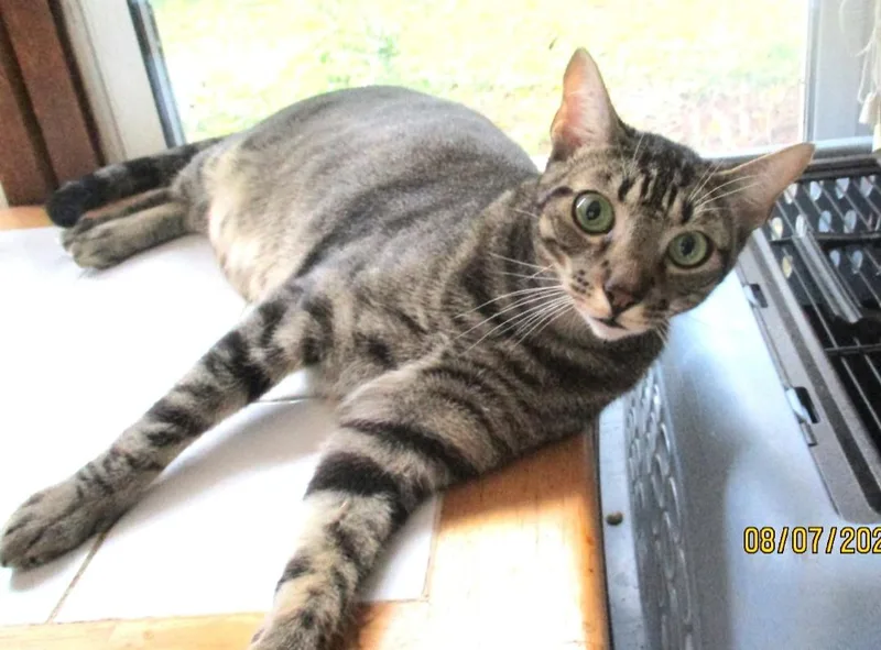 Dreamy Eyes Scooter thumbnail 5