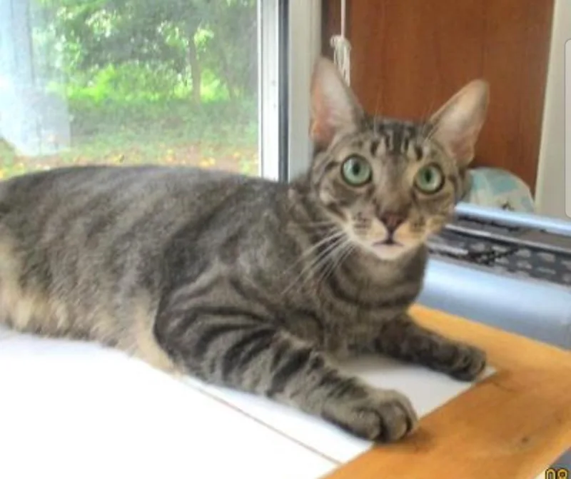 Dreamy Eyes Scooter thumbnail 6